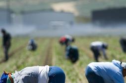 Immagine - Legalità: mozione chiede contrasto del caporalato in Toscana
