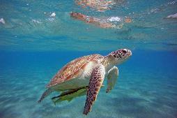 Immagine - Tartarughe marine: tutelare schiusa delle uova a Marina di Campo, mozione unanime