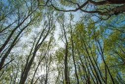 Immagine - Boschi: illustrate modifiche alla legge forestale toscana