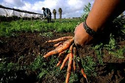 Immagine - Agricoltura: disposizioni per i prodotti agricoli di provenienza aziendale, sì unanime