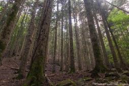 Immagine - Legge forestale: il Consiglio regionale approva modifiche
