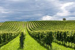 Immagine - Agricoltura: sì a riordino funzioni provinciali