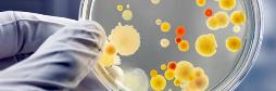 Immagine - Sanità: Laboratori di Microbiologia clinina del futuro
